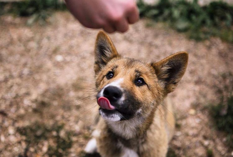 Nemu Anjing Liar Begitu Tahu Aslinya Bikin Enggak Jadi Melihara