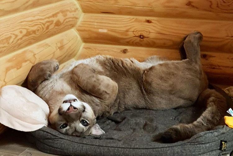 Enggak Tanggung Tanggung Bukan Anjing Atau Kucing Pasangan Ini