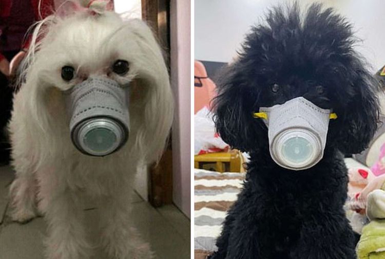 Khawatir Coronavirus Hewan Hewan Ini Juga Dipakaikan Masker