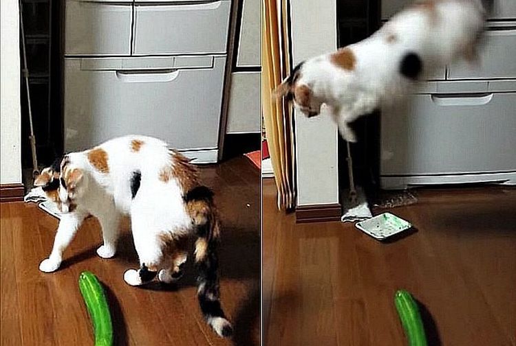 Ternyata 8 Hal Ini Membuat Kucing Takut, Bahkan Sampai Membuat Kucing