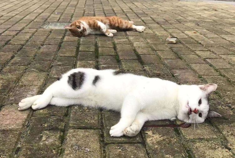 Netizen Enggak Punya Hati Anjing Dan Kucing Dilempar Dari