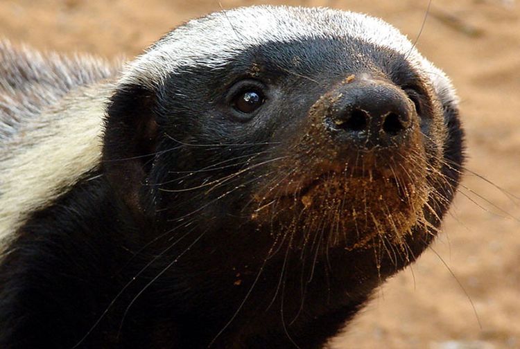 Siapa Sangka Hewan Imut Ini Ternyata Merupakan Hewan Paling