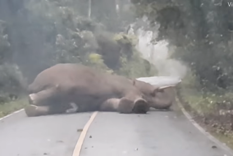 Momen Gajah Tidur Di Jalanan Bikin Kita Malah Menikmati Kemacetan