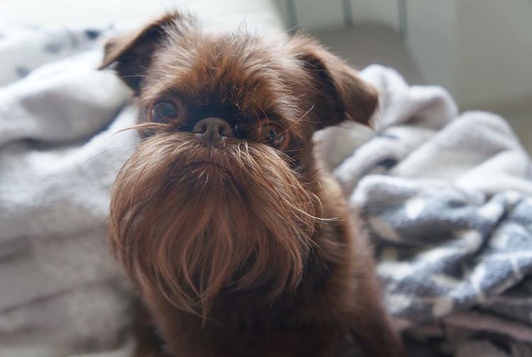 Unik Anjing Ini Curi Perhatian Netizen Dengan Kumis Dan