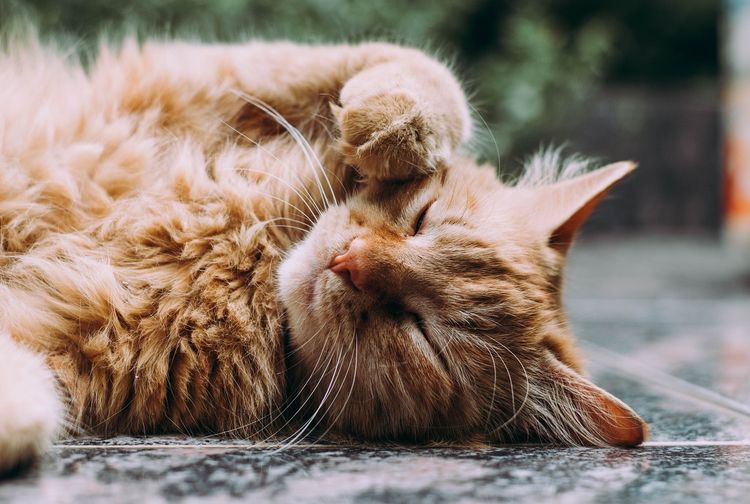 Jangan Disepelekan, Kutu Kucing Ternyata Bisa Sebabkan ...