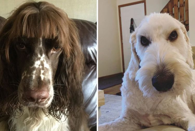 Kocak! Anjing-Anjing Malang Ini Harus Menanggung Malu Akibat Salon