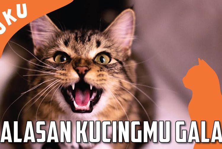 Kenali 5 Penyebab Kucing Berubah Galak, Bisa Jadi Karena Kesalahan