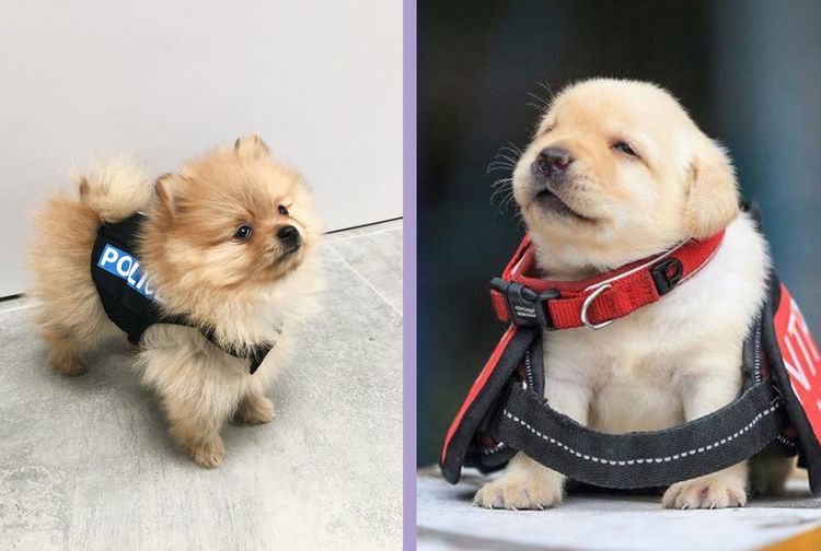 Bukannya Seram, Anjing-Anjing Polisi Ini Malah Bikin yang Lihat Auto Gemas, Enggak Jadi Takut ...