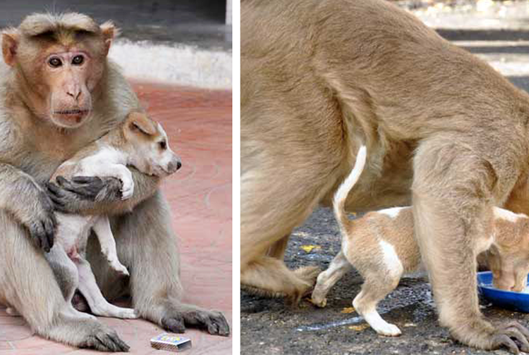 Mengharukan! Seekor Monyet Menjadi Ibu Baru untuk Anak Anjing