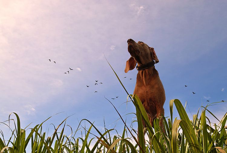 Diperkirakan Sudah Punah Sekitar 50 Tahun Lalu, Anjing Bernyanyi