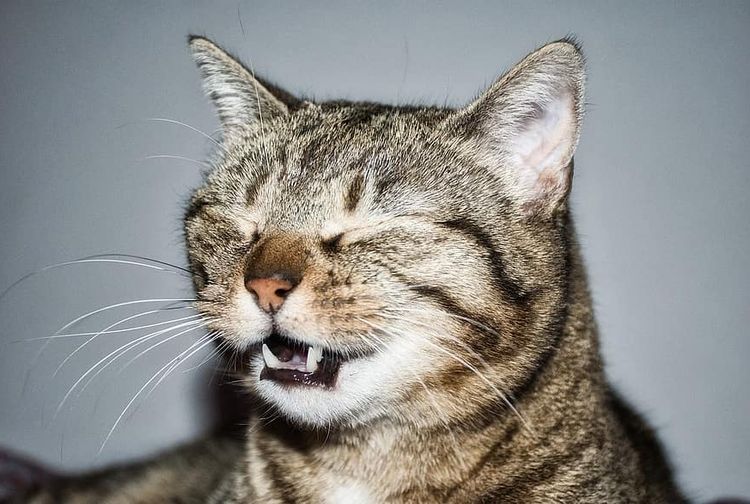 Kucing Peliharaan BersinBersin, Apakah Bisa Menulari Manusia? Semua
