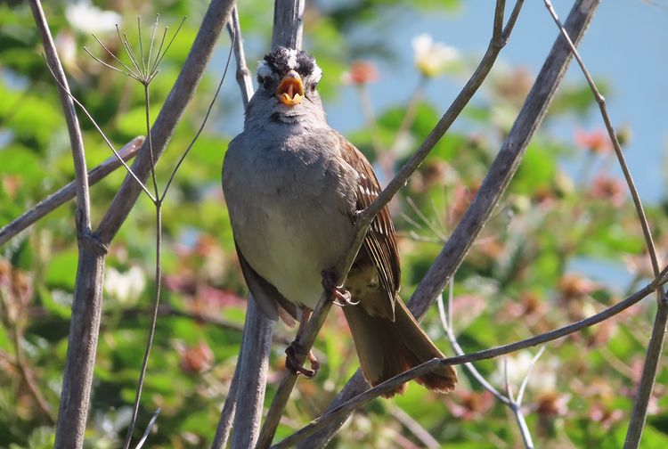 49 Mimpi burung berkicau