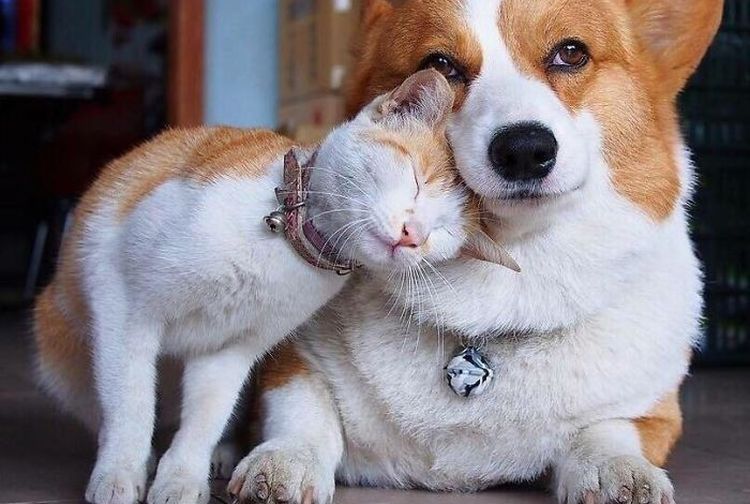 Friendship Goals, Potret Persahabatan Hewan Beda Spesies Ini Gemesin
