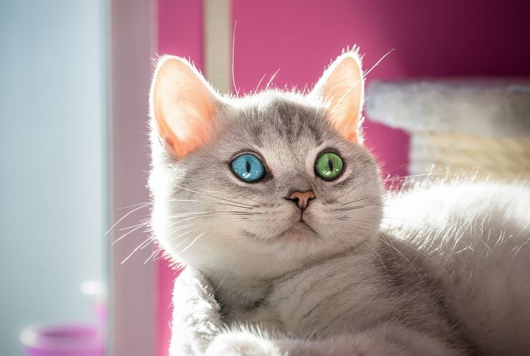 Pecinta Kucing Wajib Tahu! Inilah 14 Mitos tentang Kucing yang Selama