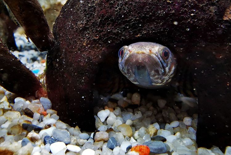 Heboh, Ikan Dibanderol dengan Harga Setara Sepeda Motor, Ternyata Ini