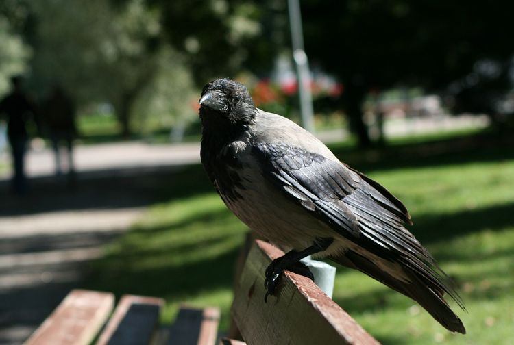 Tirukan Suara Kucing Burung  Gagak yang Pintar  Ini 