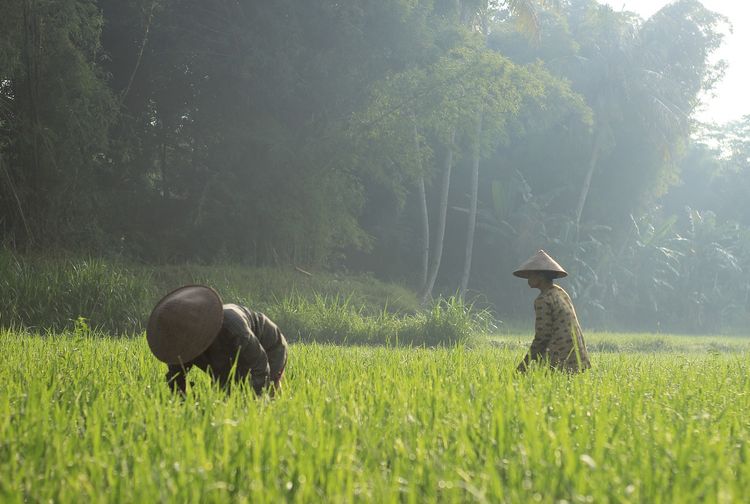Bikin Petani Khawatir, 5 Hewan Ini Bisa Jadi Hama dan Sering Membuat