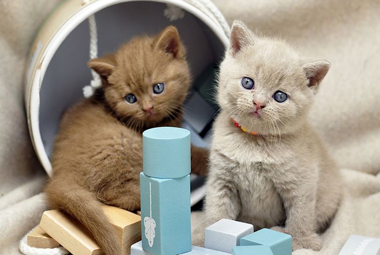 Enggak Sulit, Ini Tata Cara Memelihara Kucing di Rumah untuk Pemula - Kids