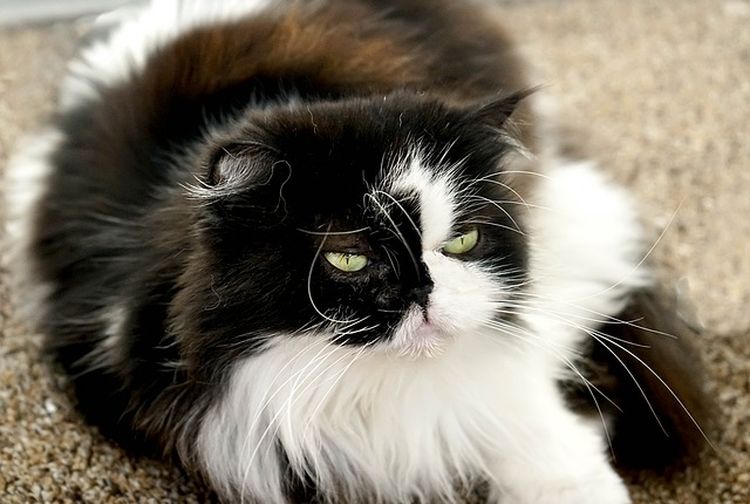 Ingin Memiliki Kucing Himalaya? Begini Perawatan dan Harganya - Kids