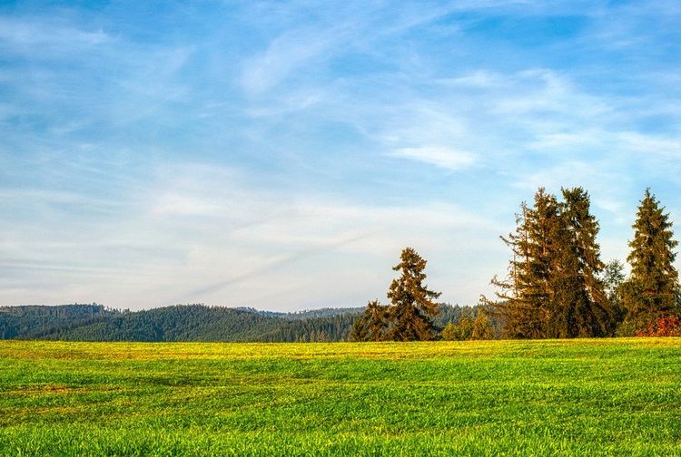 4 Padang Rumput Savana Terindah di Dunia, Salah Satunya Ada di