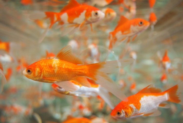 Penyebutan Nama Spesies Ikan dalam Bahasa Inggris Beserta Artinya