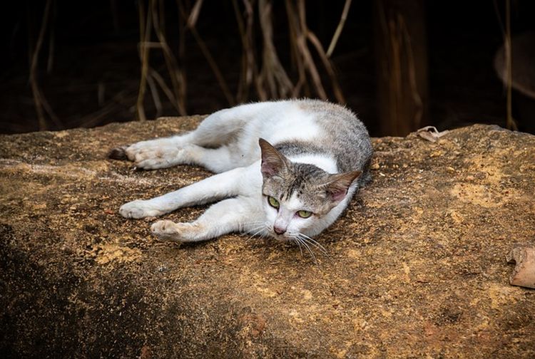 bau kotoran kucing