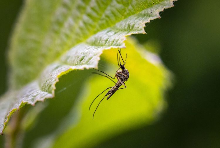 Cara Mengusir Nyamuk Dari Rumah Cukup Dengan 8 Bahan Alami Ini Kids Cara Mengusir Nyamuk Dari Rumah Cukup Dengan 8 Bahan Alami Ini Kids