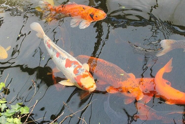 Bukan Hanya Agar Terlihat Cantik, Ini Fungsi Tanaman pada Kolam Ikan - Kids