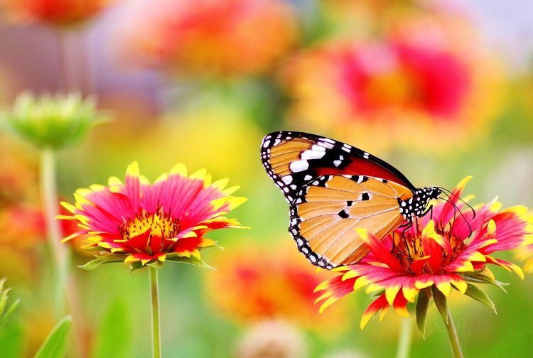 Tanaman Berkembang Biak Generatif