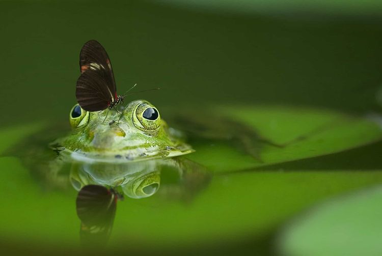 Jawaban Tahapan Penting Daur Ulang Katak, dengan 4 Tahapan, Tema 1