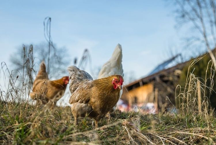 Ayam merupakan jenis unggas yang paling banyak diternak manusia untuk diambil daging dan telurnya.