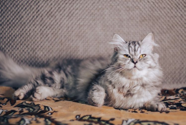 Jadi Hewan Peliharaan Favorit, Inilah Ciri-Ciri Kucing Anggora - Semua