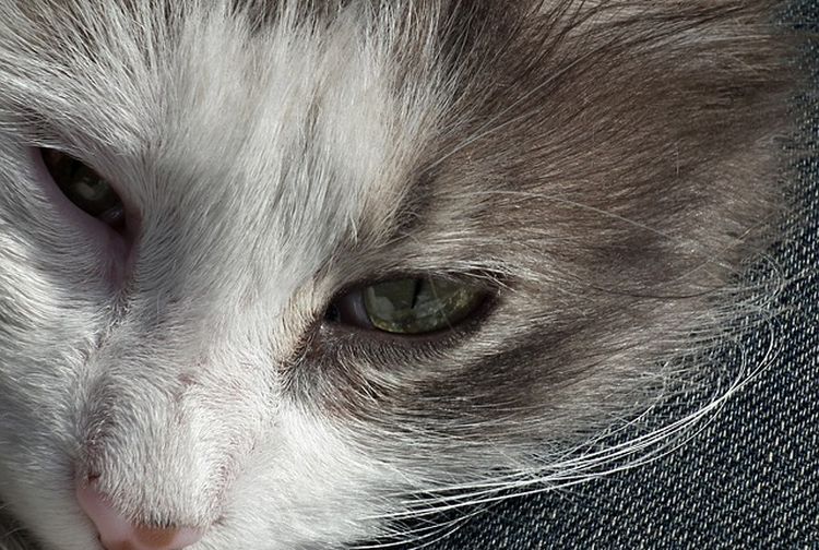 Pemilik Kucing Wajib Tahu Ternyata Ini 4 Ciri Ciri Kucing Sakit Kids