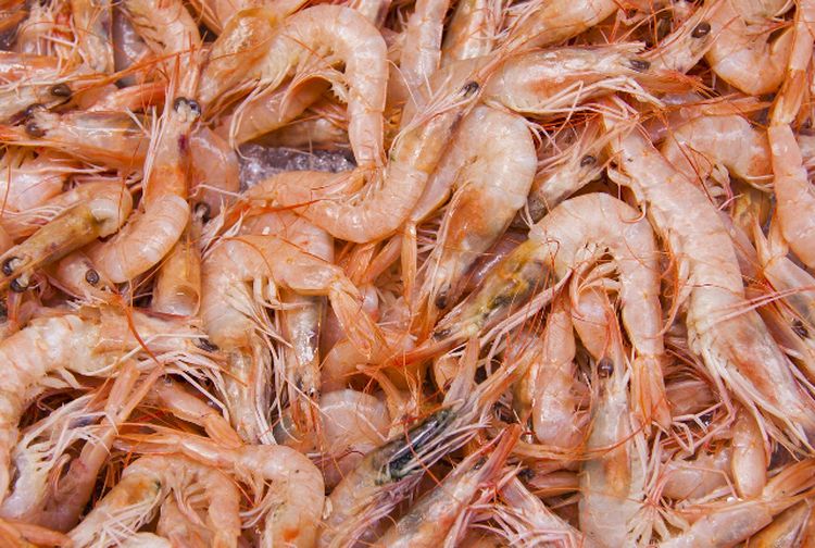 Digemari Banyak Orang Ternyata Ini Manfaat Udang Untuk Kesehatan - Kids