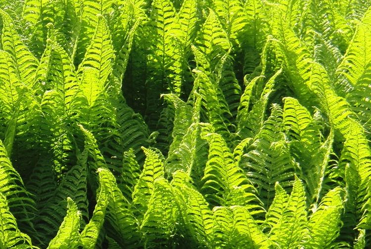 Peranan Plantae Dalam Bidang Tanaman Obat - HolyMayhem.com