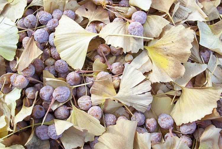 Tak Perlu Diragukan Lagi, Ini 5 Khasiat Konsumsi Gingko Biloba yang