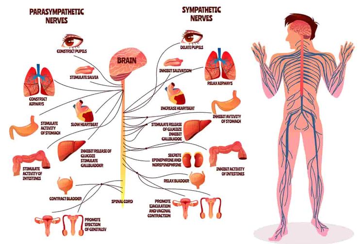 Bagan sistem saraf dalam tubuh manusia.