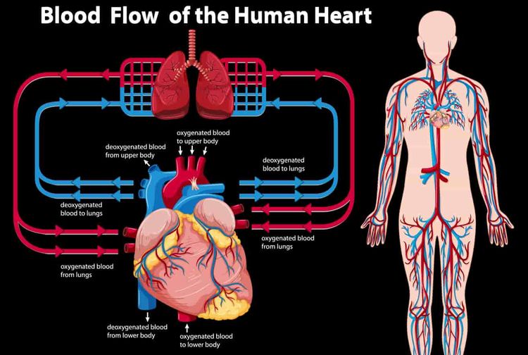 Sistem peredaran darah berperan penting mempertahankan denyut kehidupan manusia.