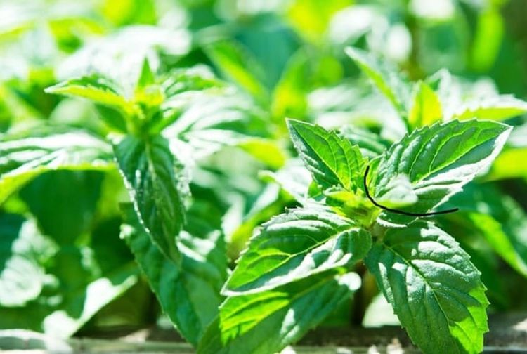 Daun Mint: Segudang Manfaat, Aroma Menyegarkan, dan Cara Penyajian Kreatif
