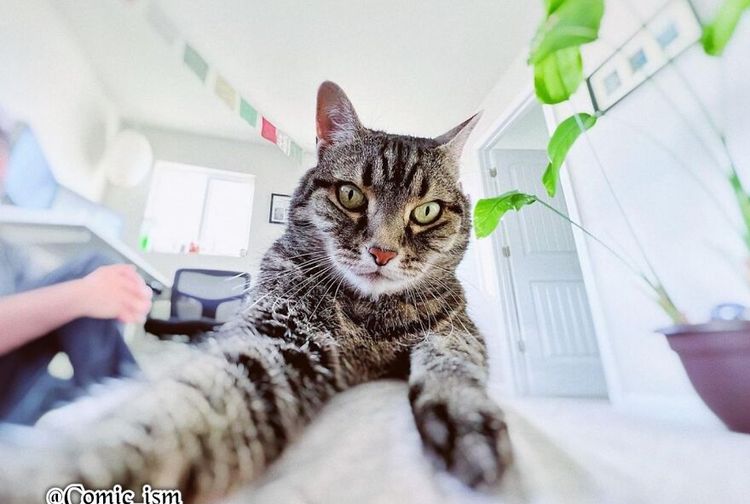 Curi Perhatian Cat Lovers, 10 Kucing Menggemaskan Ini Berfoto Selfie