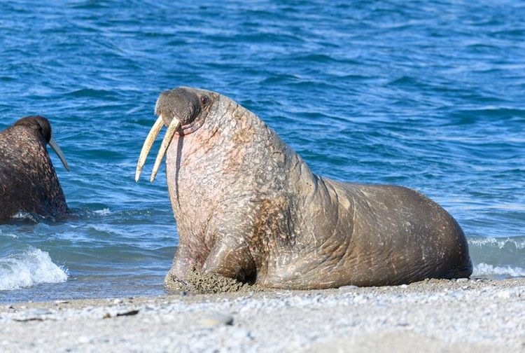 Kenalan dengan Walrus, Mamalia Laut yang Berkerabat dengan Anjing Laut