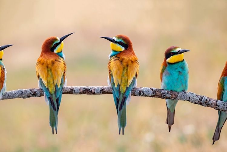 25 Jenis Burung yang Dilindungi di Indonesia Menurut PP RI Nomor 7