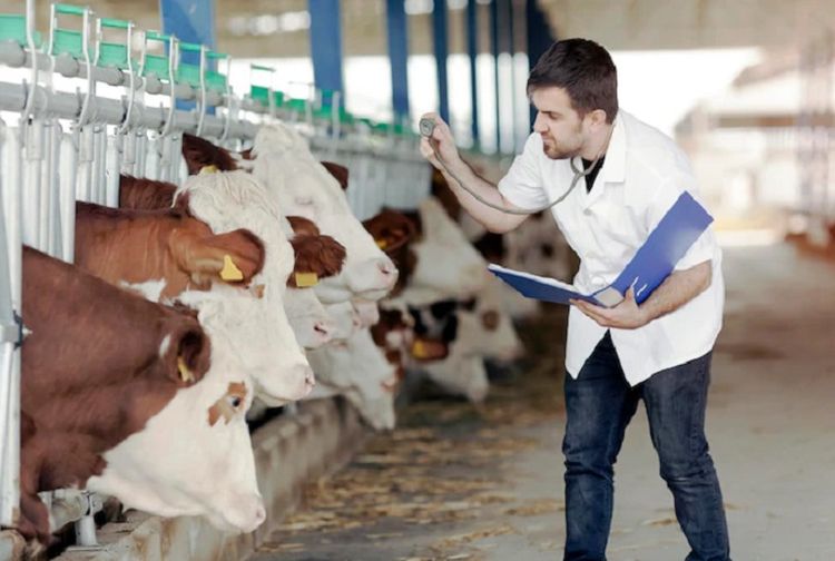 Teknologi Canggih Peternakan Modern: Tingkatkan Kesejahteraan Hewan, Maksimalkan Hasil Panen