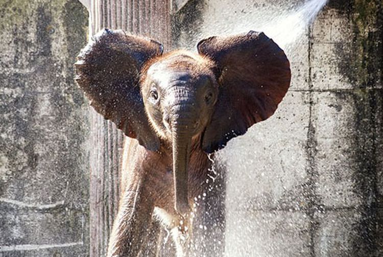 Kenapa Gajah Punya Telinga yang Lebar? Ternyata Ini Alasannya Kids
