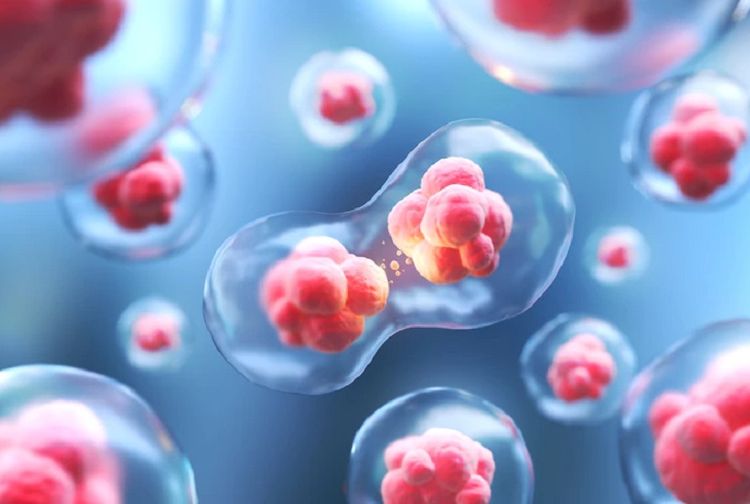 Sel: Pengertian dan Pembagian Strukturnya, Materi IPA Kelas 8 SMP - Kids