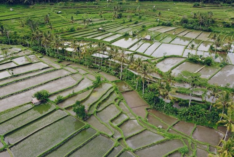 Mengenal Tanah Aluvial, Tanah yang Terbentuk dari Proses Sedimentasi - Kids