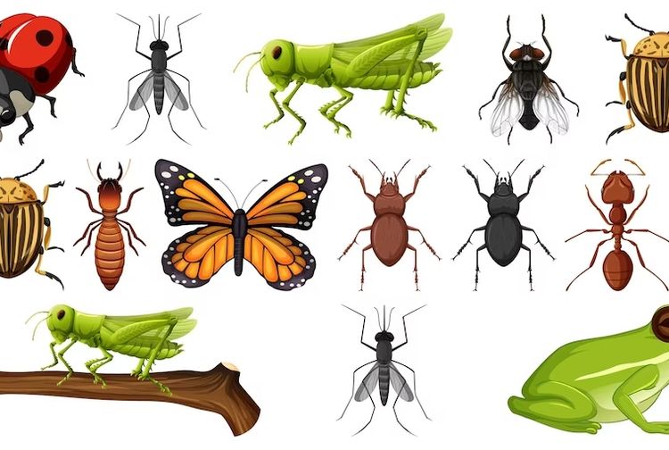 Mengenal Tipe Mulut Serangga: Karakteristik dan Contohnya - Kids