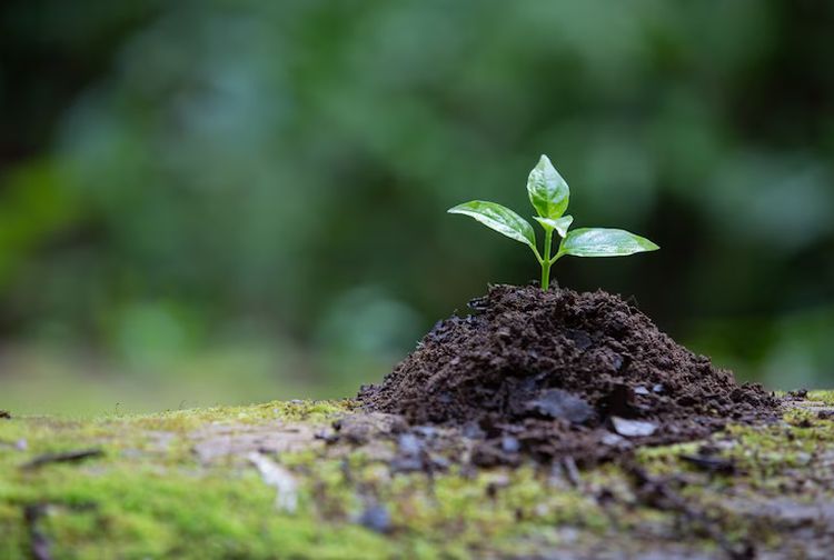 Mengenal Proses Etiolasi pada Tumbuhan dan Penyebabnya