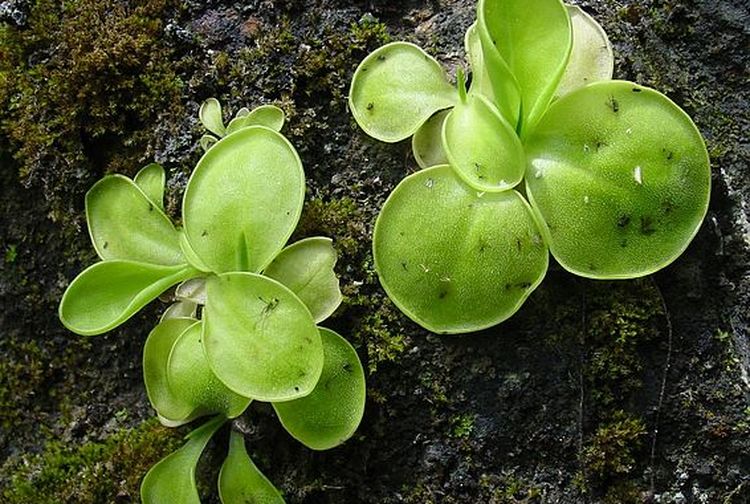 Memiliki Bentuk yang Unik, Ini 5 Tanaman Karnivora Pemakan Serangga - Kids