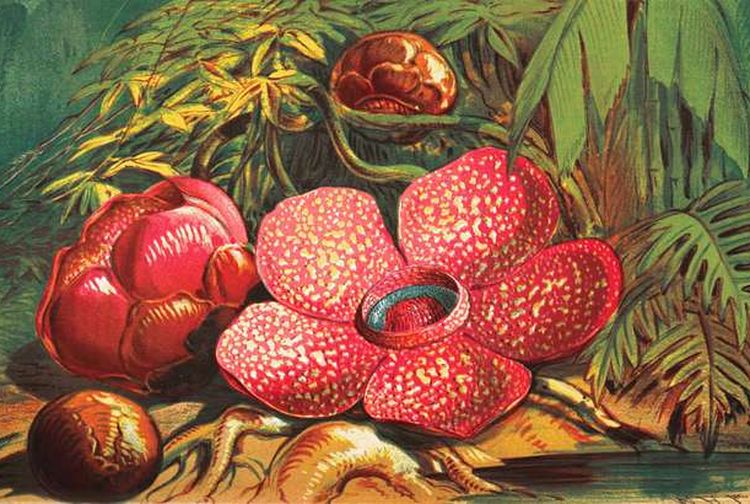 Flora khas Indonesia dengan berbagai jenis tumbuhan hijau dan bunga yang menarik